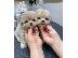 PoulaTo: Kc κουτάβια καταχωρημένα maltipoo